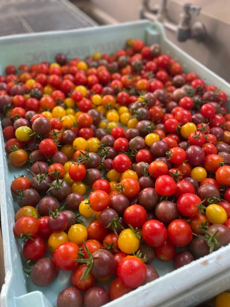 Variety of cherry tomatoes.