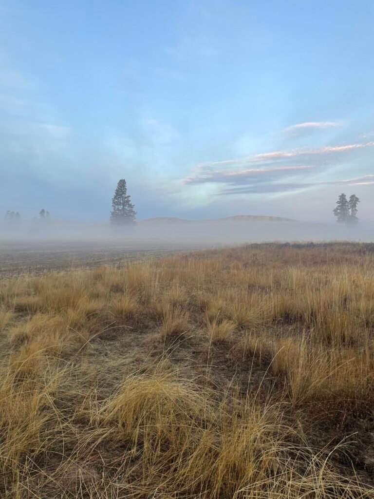 Fog settled over the property this week. Even so, my message this week was clear as day.