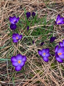 Spring is coming to life